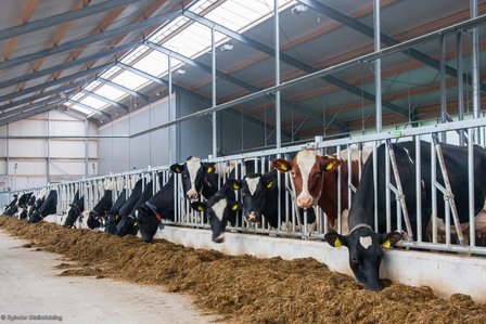 Zelfsluitend voerhek voor grootvee 150 cm