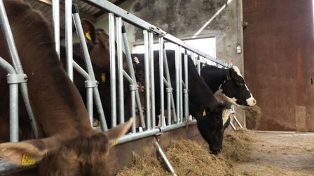 Zelfsluitend voerhek voor vaarzen 119 cm