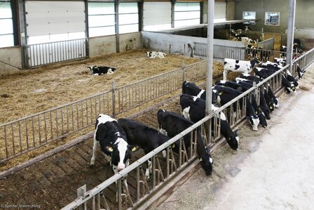 Zelfsluitend voerhek voor vaarzen 171 cm