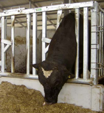 Veiligheidsvoerhek voor (dek)stier 185 cm, 2 vreetplaatsen