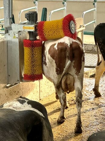 Koeborstel Easycleaner DUO