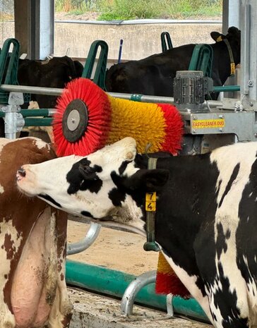 Koeborstel Easycleaner DUO