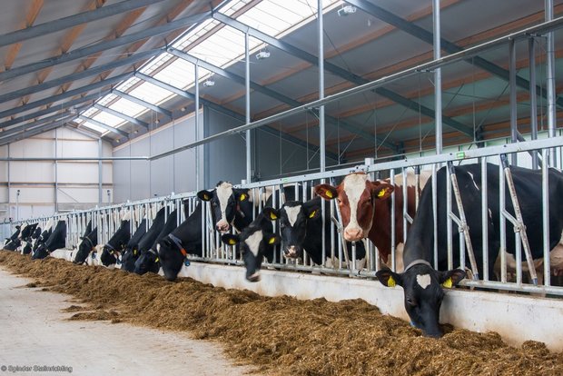 Zelfsluitend voerhek voor vaarzen 274 cm