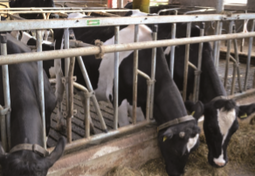 Buis voor opklapbare kopboom Buis voor opklapbare kopboom