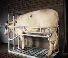 Keizersnedebox verzinkt Vink Keizersnedebox verzinkt Vink